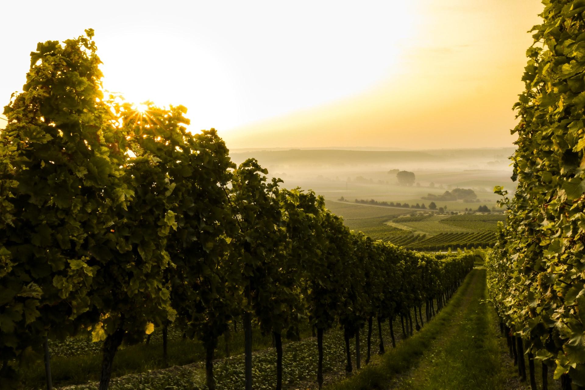 Vigneti della Valpolicella al tramonto