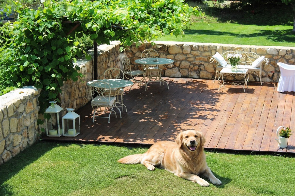 Golden Retriever nel giardino de La Caminella